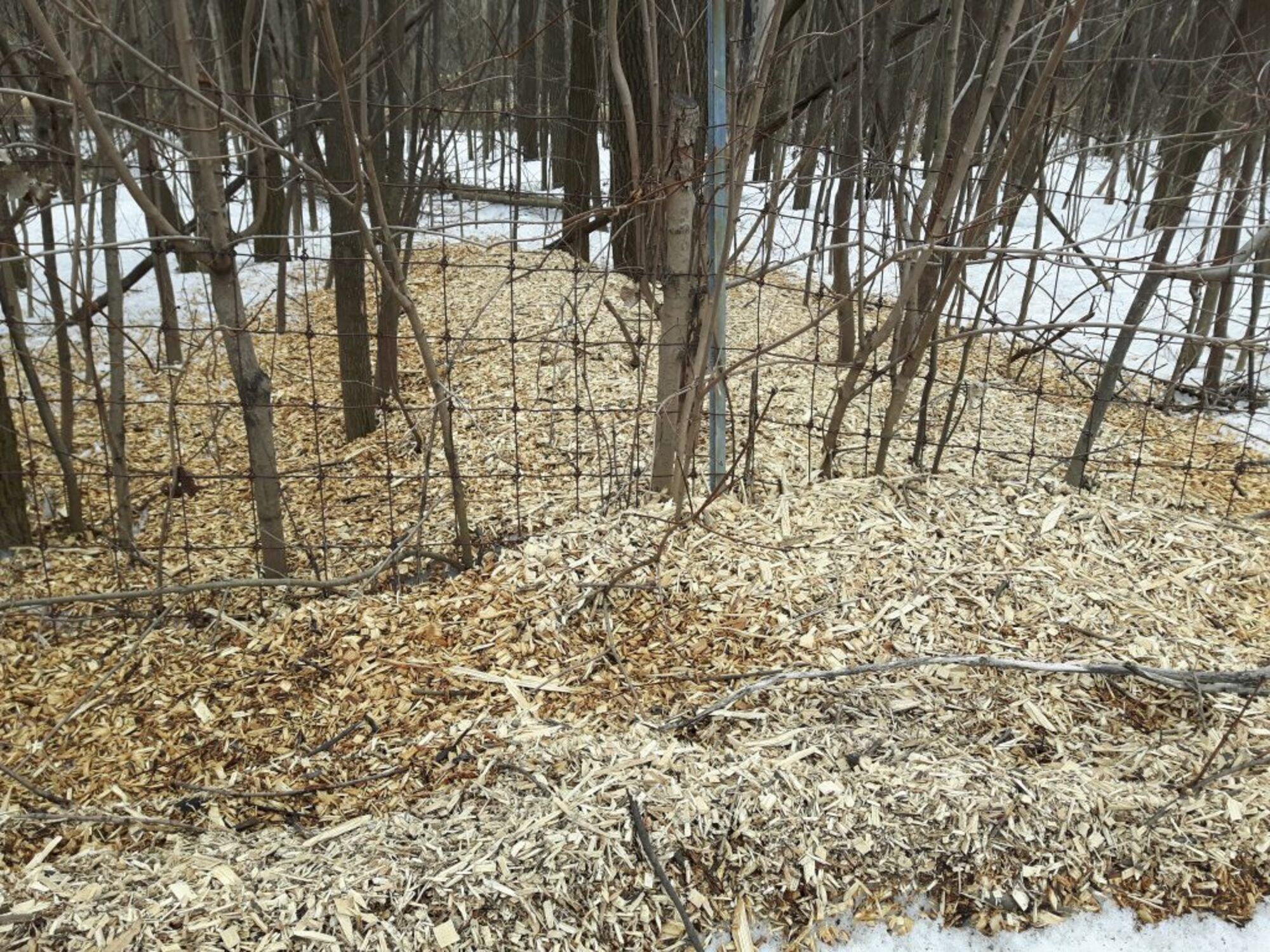 Copeaux de bois au Boisé-de-Saraguay après la coupe des Frênes malades des suites de l'agrile. (Photo : jdv - Philippe Rachiele) Ahuntsic Cartierville Montréal