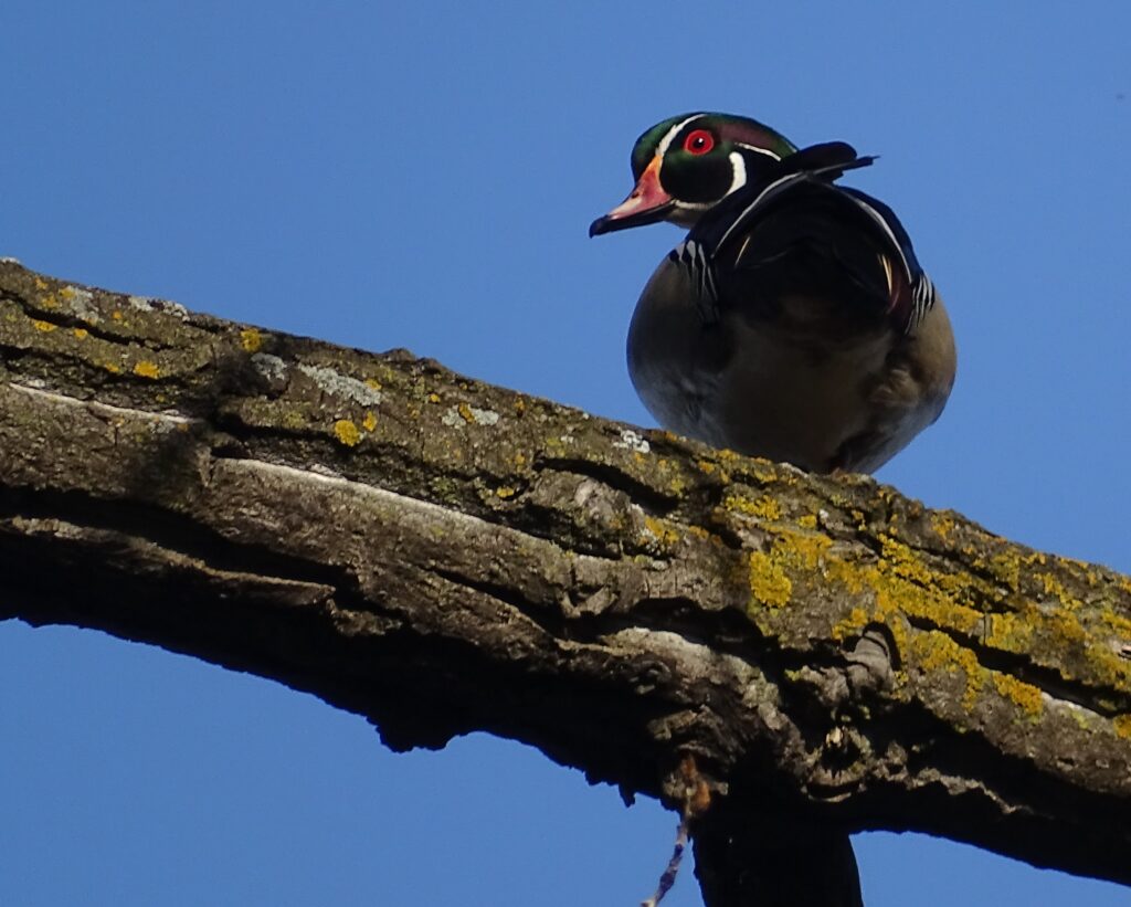 Branchu parc nicolas-viel PR (3) - Copie