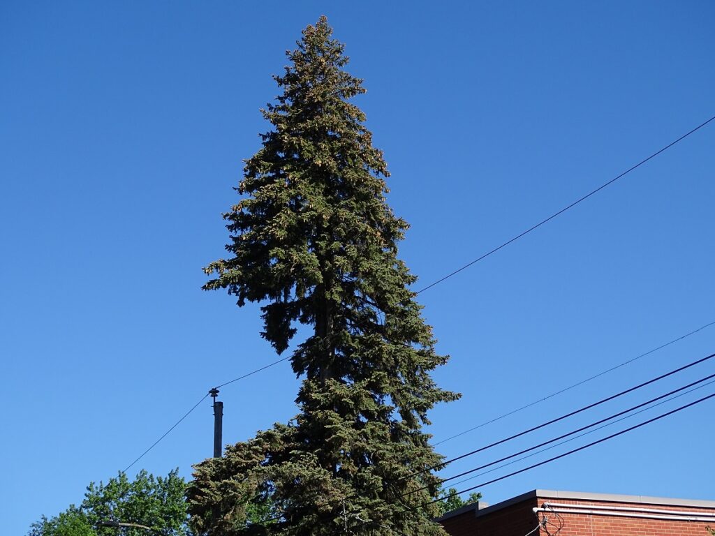 Arbres fils Hydro-Québec PR (7)