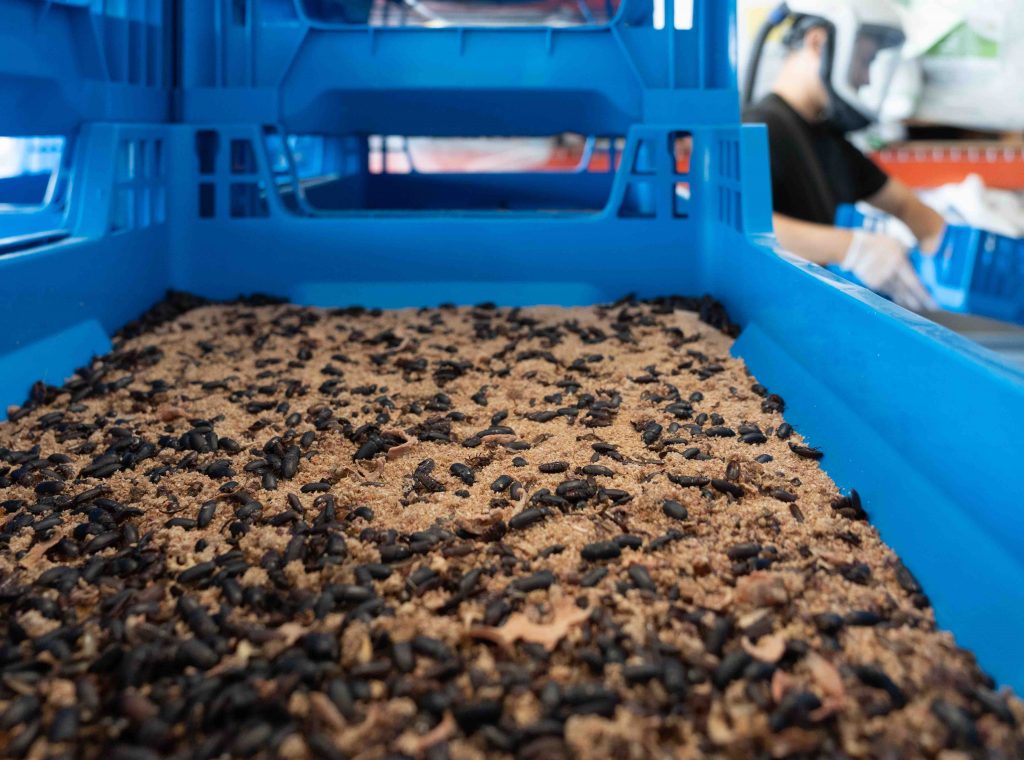 Des insectes dans des bacs bleus en plastic